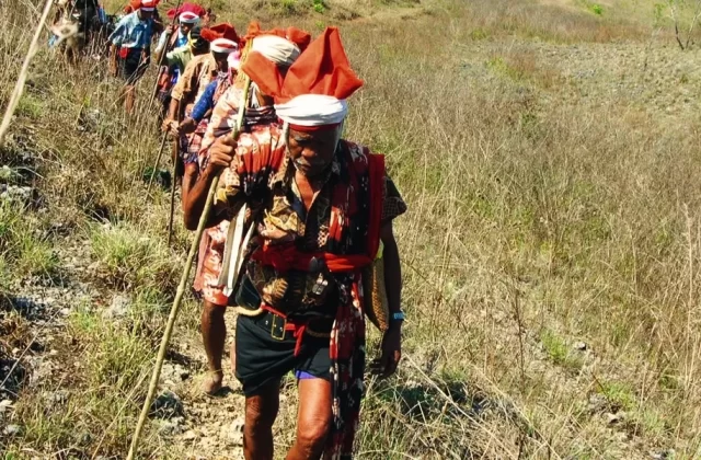 A line of Sumba men in traditional Marapu attire, wearing red headbands and patterned sarongs, walking along a narrow dirt path through a grassy field during the Purung Ta Liang ritual.