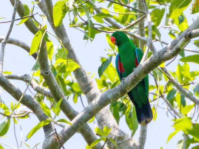 A vibrant, bright green male Eclectus parrot with a distinctive orange beak perched among the lush green leaves and sunlit branches of the canopy in Sumba nature. Sumba's nature.