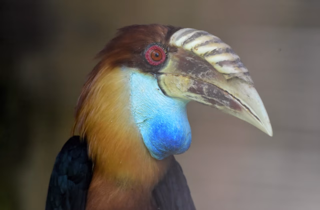 Birdwatching in Sumba: Explore Endemic Beauties
