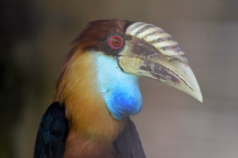 A detailed close-up of a Sumba Hornbill, showcasing its large, textured ivory beak and the vivid, inflatable blue throat pouch characteristic of this iconic species in Sumba nature. Sumba's nature.