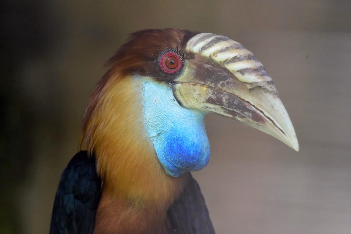 A detailed close-up of a Sumba Hornbill, showcasing its large, textured ivory beak and the vivid, inflatable blue throat pouch characteristic of this iconic species in Sumba nature. Sumba's nature.