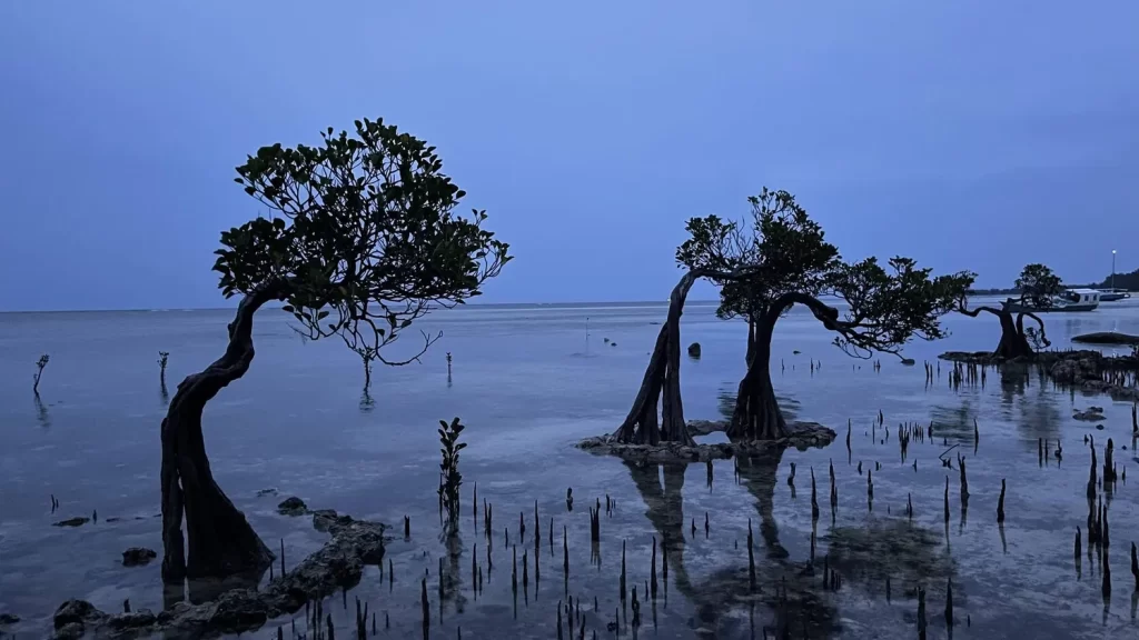 The famous "dancing" mangrove trees with uniquely twisted trunks standing in calm, shallow coastal waters during the blue hour of twilight in Sumba Island nature.