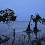 The famous "dancing" mangrove trees with uniquely twisted trunks standing in calm, shallow coastal waters during the blue hour of twilight in Sumba Island nature.