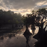 A serene sunset view of mangrove trees with gnarled, twisted trunks standing in shallow coastal water. The sun peeks through the branches, creating shimmering reflections on the water’s surface and casting the trees in silhouette against a dramatic, cloudy sky. Sumba's nature.