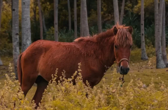 Sandalwood Ponies – Unlikely Residents of Sumba