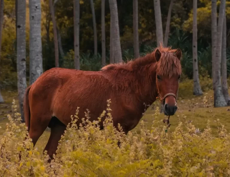 A brown horse stands in a field of yellow flowers, with tall, thin trees in the background on Sumba Island. Sumba's nature.