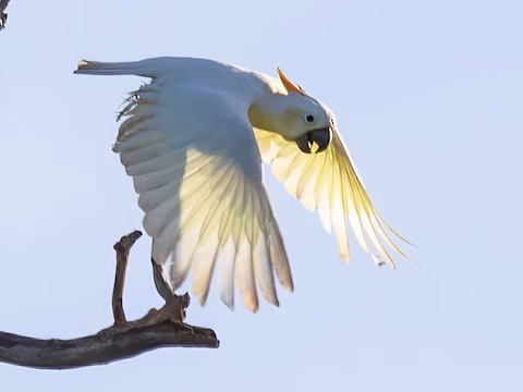 A photo of a citron-crested cockatoo resting on a bough. Sumba's nature.
