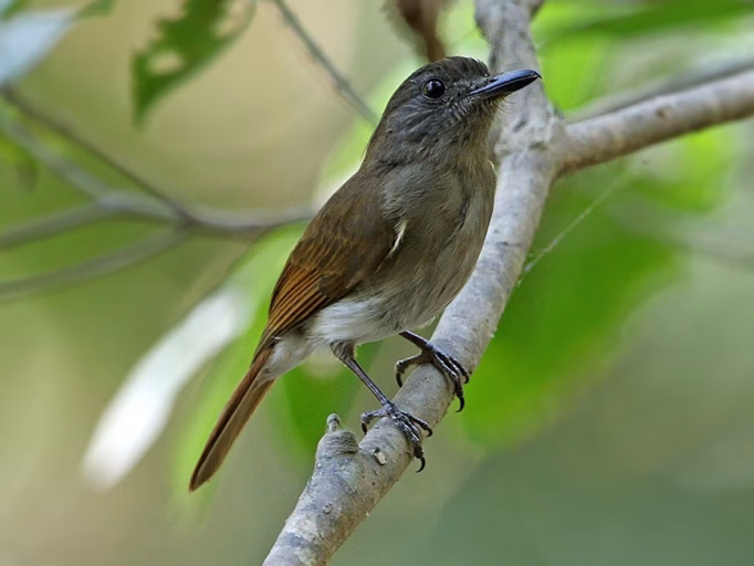 A Sumba warbling flycatcher resting on a bough with green leaves faintly visible in the background.
