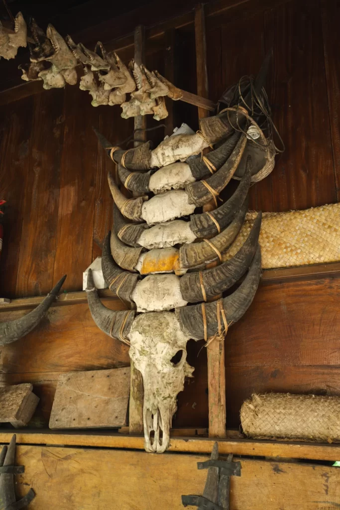 A wooden wall displays animal skulls and horns, stacked and arranged as a decorative cultural display in Sumba, Indonesia. Villages in Sumba.