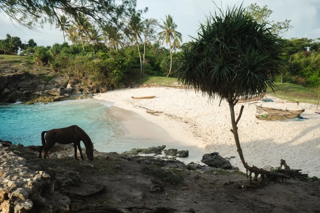 Discover Sumba