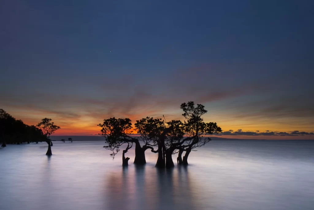 Silhouette of trees stand in water at sunset, with orange and blue sky in Sumba, Indonesia.