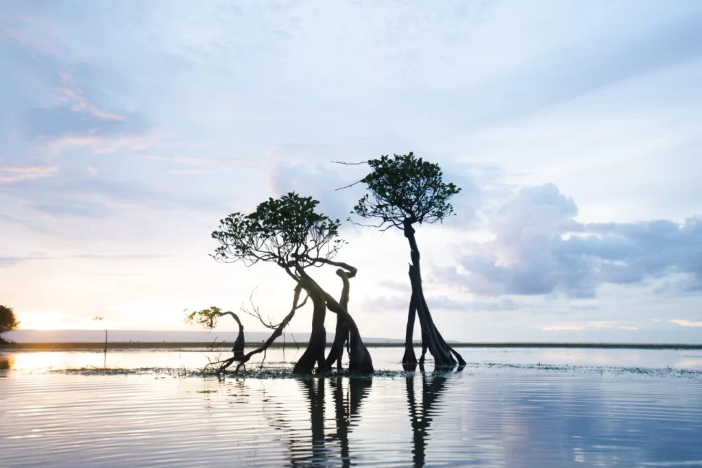 Three trees stand in shallow water under a cloudy sky at sunset, reflecting in the water on Sumba Island. Day trips in Sumba.
