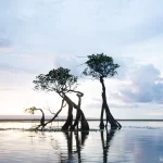 Three trees stand in shallow water under a cloudy sky at sunset, reflecting in the water on Sumba Island. Day trips in Sumba.