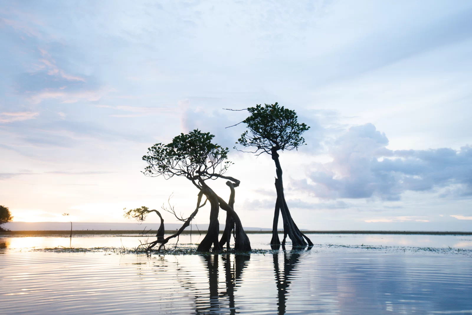 Three trees stand in shallow water under a cloudy sky at sunset, reflecting in the water on Sumba Island. Day trips in Sumba.