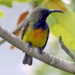 Sumba Emerges as a Global Birdwatching and Photography Hub