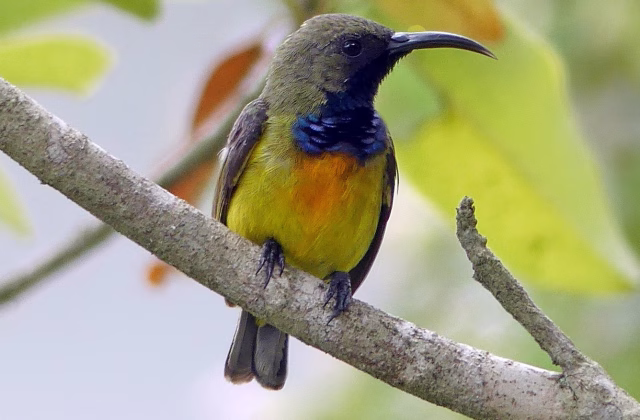 An abricot-breasted sunbird resting on a bough with yellow leaves faintly visible in the background. Sumba's nature.