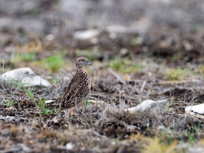 A Sumba buttonquail standing alert on the ground among dried leaves. Sumba geography.