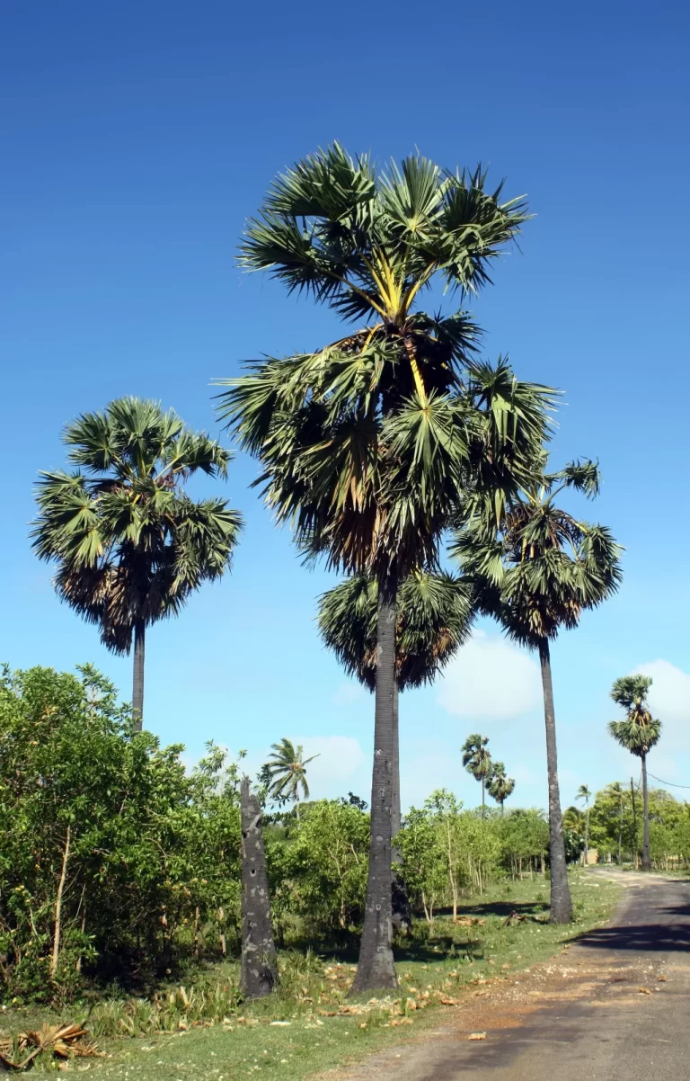Several tall, green palm trees with dark trunks stand against a clear blue sky in a tropical landscape. Sumba's nature.