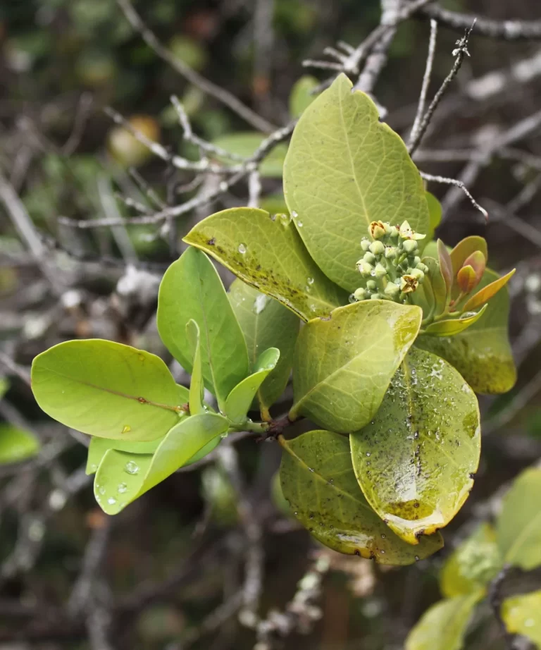 Green leaves and flower buds are visible on a branch, with water droplets, against a blurred background of branches. Sumba's nature.