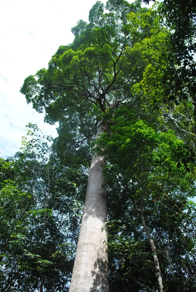 A very tall tree with a thick, light gray trunk and dense green leaves reaches high into the sky in Sumba, Indonesia. Sumba's nature.