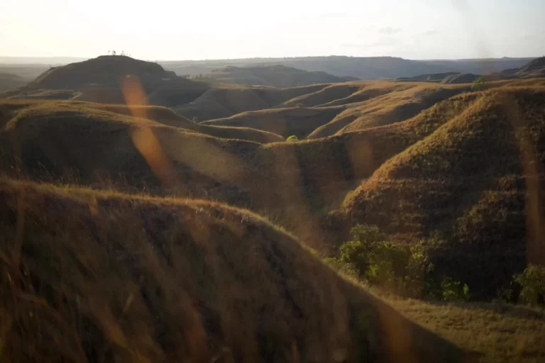 Rolling golden hills cover the landscape under a bright sky, with a few trees visible in the valleys of Sumba, Indonesia.