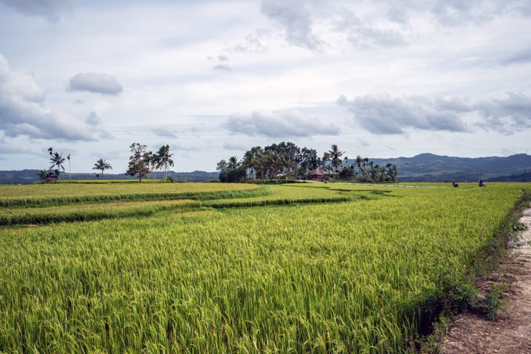 Lush green rice paddies stretch under a cloudy sky, with scattered palm trees and a small hut on a raised area, backed by distant rolling hills.