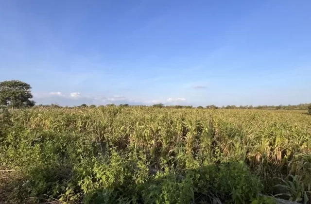 Ate Dalo Corn Farming