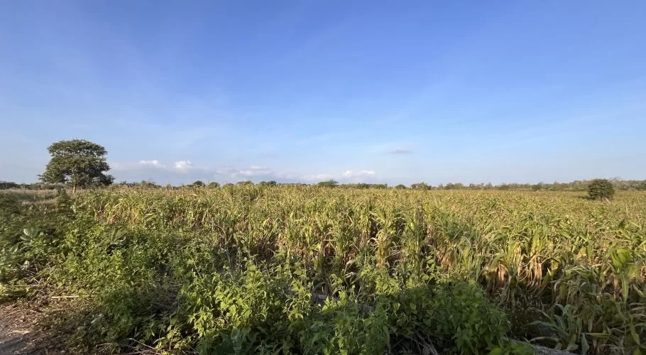 An expansive green cornfield stretches under a clear blue sky, with scattered trees visible on the horizon in rural Sumba.