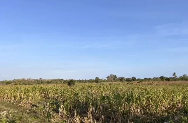Ate Dalo Corn Farming