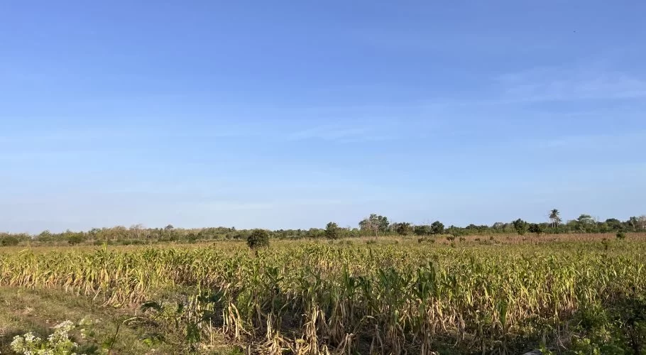 An expansive cornfield with green and yellow stalks stretches under a clear blue sky in the rural landscape of Sumba Island.