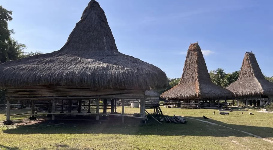 Three traditional Sumba houses with tall, pointed thatched roofs stand on a grassy field under a clear blue sky in Balani Village.