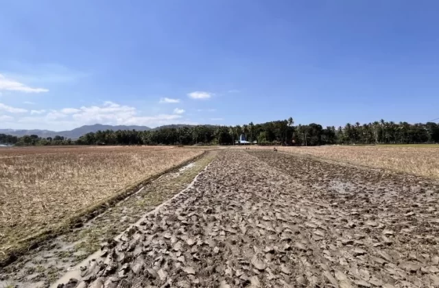 Bali Loku Rice Fields