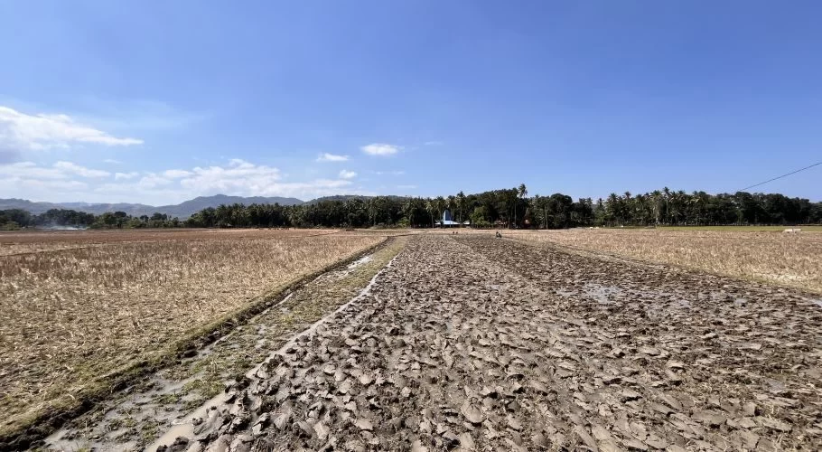Vast golden-brown harvested rice fields stretch under a clear blue sky, with a muddy, tilled section in the foreground leading towards distant green palm trees and mountains.