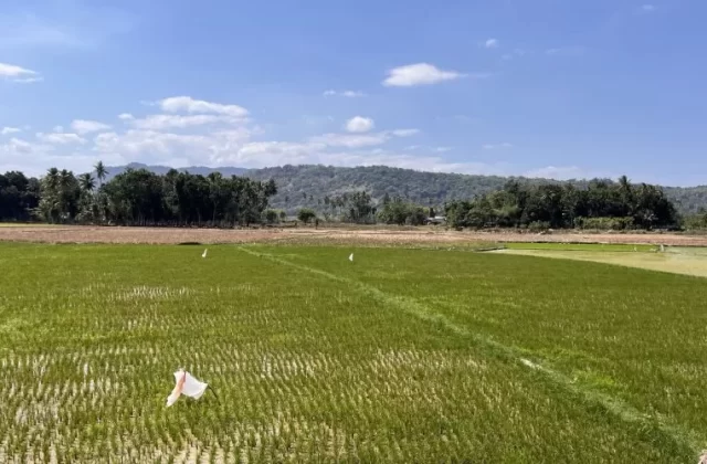Bali Loku Rice Fields