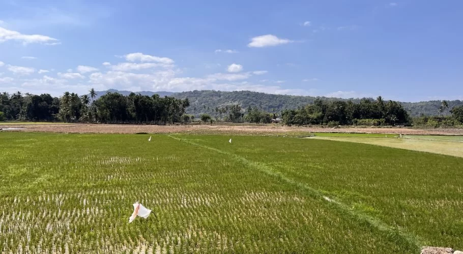 Lush green rice paddies stretch towards a line of tropical trees and distant forested hills under a bright blue sky with white clouds.