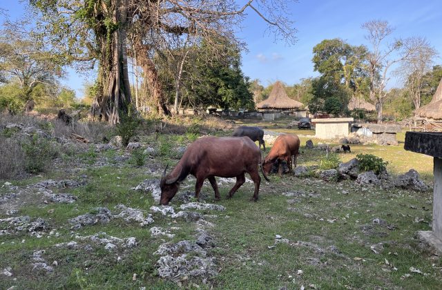Three buffaloes graze on rocky, grassy ground in a traditional Sumba village with thatched-roof houses and large trees under a blue sky.
