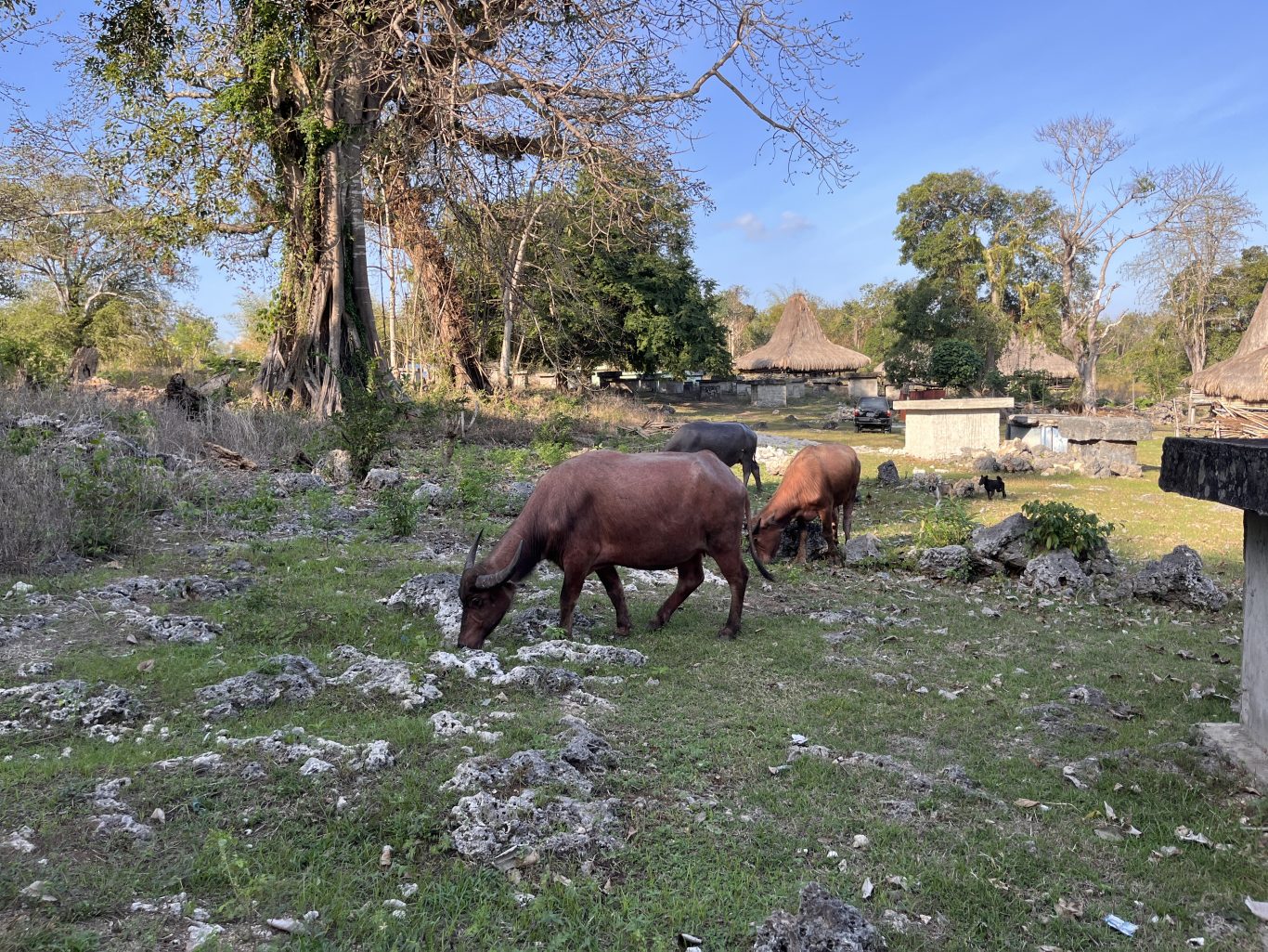 Three buffaloes graze on rocky, grassy ground in a traditional Sumba village with thatched-roof houses and large trees under a blue sky.