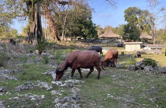 Three buffaloes graze on rocky, grassy ground in a traditional Sumba village with thatched-roof houses and large trees under a blue sky.