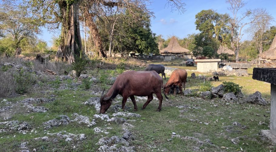 Three buffaloes graze on rocky, grassy ground in a traditional Sumba village with thatched-roof houses and large trees under a blue sky.
