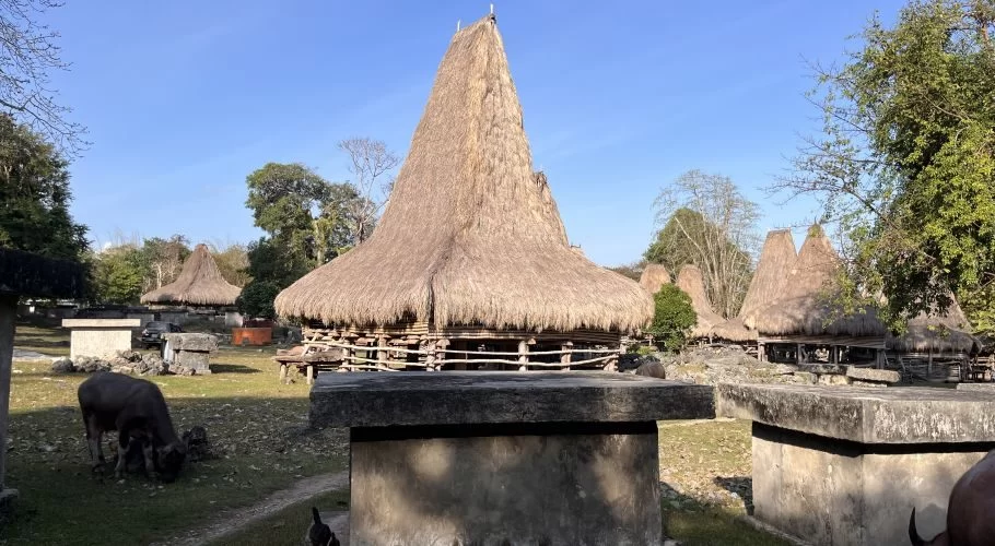 Traditional Sumba houses with tall thatched roofs, large stone graves, and a water buffalo grazing in Boku Bani village under a clear blue sky.