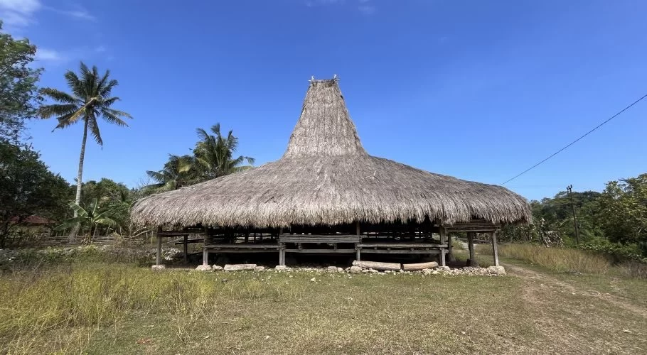 A traditional Sumbanese house with a tall, conical thatched roof stands in a grassy field under a clear blue sky, flanked by palm trees.