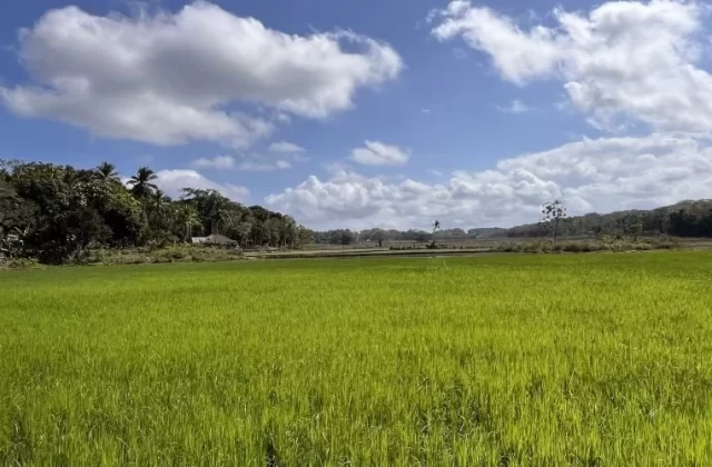 BTN Rice Fields
