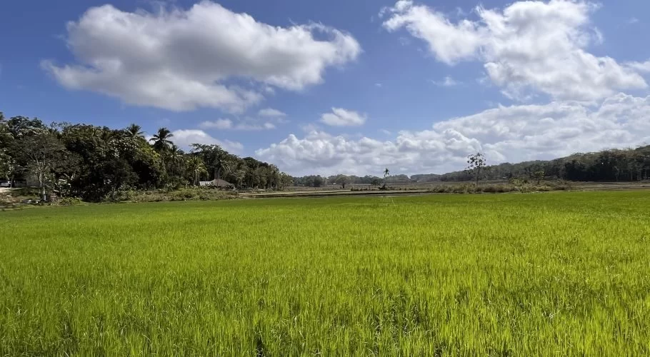 Vibrant green rice fields stretch under a bright blue sky with fluffy white clouds, bordered by dense tropical trees and distant hills.