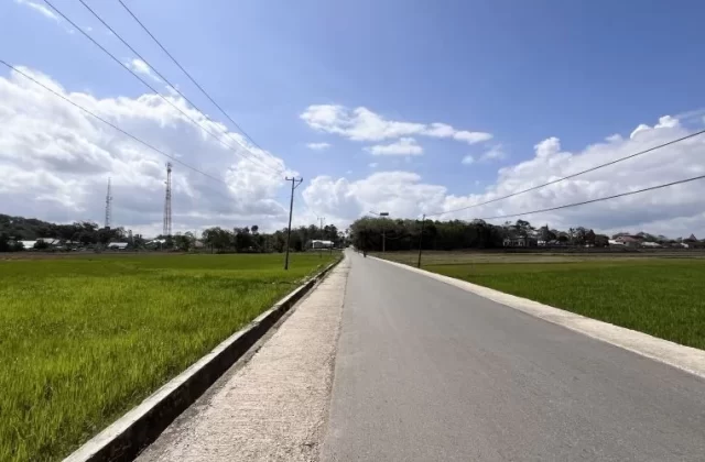 BTN Rice Fields