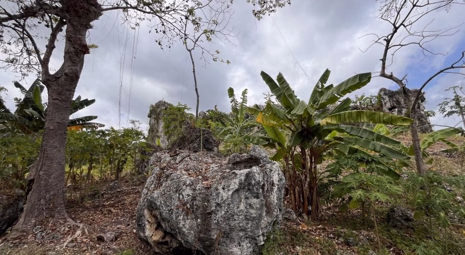 A rugged, rocky landscape in Sumba, Indonesia, features large grey limestone formations, vibrant green banana plants, and sparse trees under a cloudy sky.