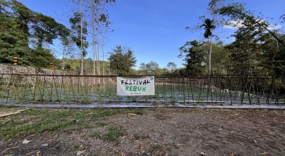Young tomato plants on bamboo stakes fill a Central Sumba garden with white mulch. A 