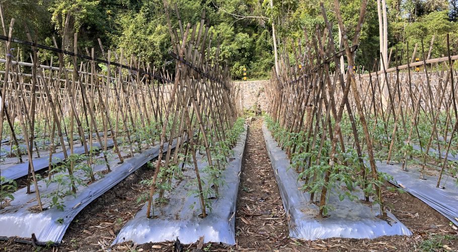 Rows of young green tomato plants supported by tall bamboo stakes in a garden, with silver plastic mulch covering the soil and dense green foliage in the background.