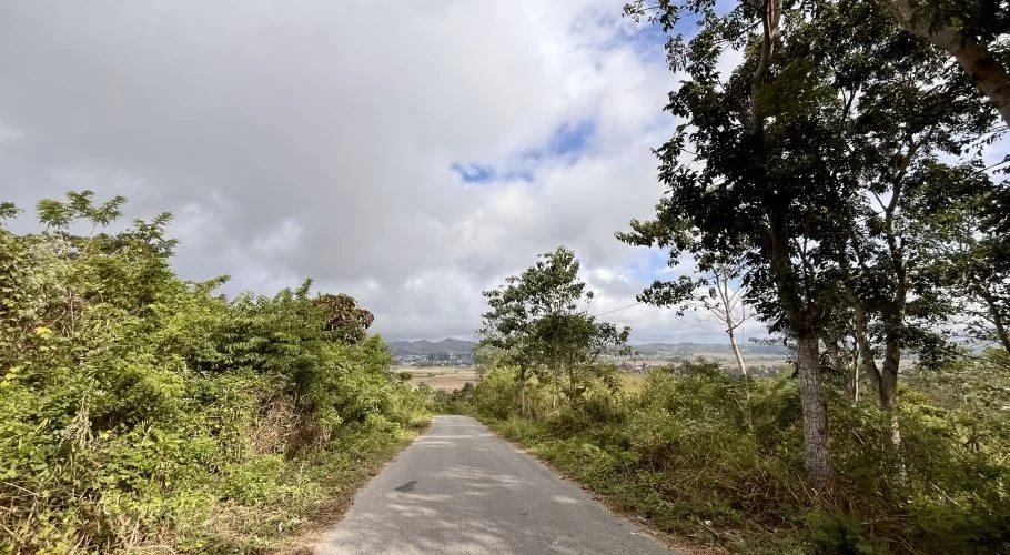 A quiet paved road descends through dense green foliage towards a distant valley with a town and hills under a cloudy sky.