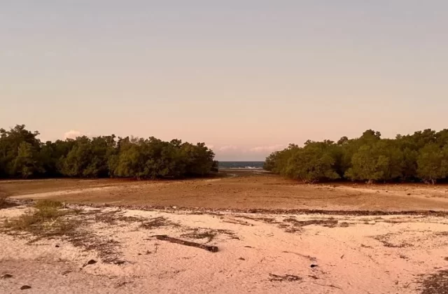 A wide view of the Hamba Praing Mangrove Forest shows dense green trees flanking a sandy beach and a dry tidal flat leading to the distant blue ocean under a pale sky.