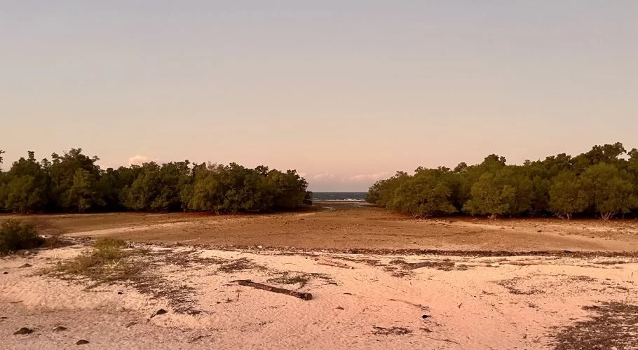 A wide view of the Hamba Praing Mangrove Forest shows dense green trees flanking a sandy beach and a dry tidal flat leading to the distant blue ocean under a pale sky.